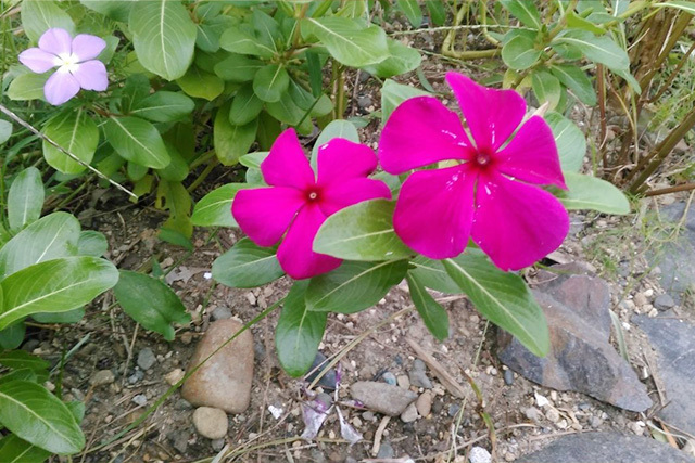 ピンクの花